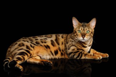 Altın Bengal Kedisi İzole edilmiş Siyah Arkaplanda Yatıyor