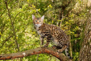 Bengal Kedi Avcılığı, ağaç dalında, doğa yeşili arka planda.