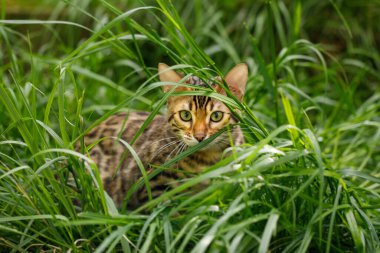 Bengal Kedi Avcılığı, doğa yeşili arka planda çimlerde