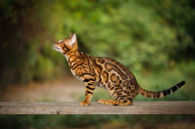 Altın kürklü Bengal Kedisi. Tahta üzerinde yürür, yan görünür.