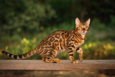 Altın kürklü Bengal Kedisi. Tahta üzerinde yürür, yan görünür.