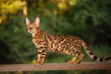 Altın kürklü Bengal Kedisi. Tahta üzerinde yürür, yan görünür.