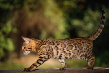 Altın kürklü Bengal Kedisi. Tahta üzerinde yürür, yan görünür.