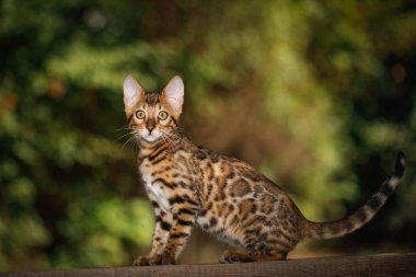 Altın kürklü Bengal Kedisi. Tahta üzerinde yürür, yan görünür.