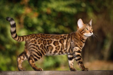 Bengal Kedi Avcılığı, tahta üzerinde yürümek, doğa yeşili arka plan