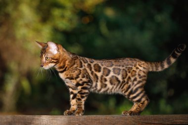 Bengal Kedi Avcılığı, tahta üzerinde yürümek, doğa yeşili arka plan