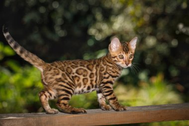 Bengal kedisi dışarıda avlanıyor, tahta üzerinde yürüyor, doğa yeşili arka plan