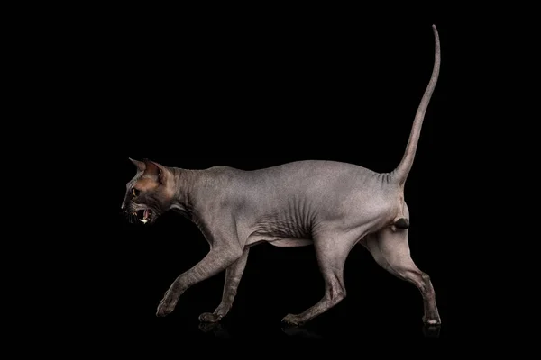 Sphynx Cat Walking Meowing Isolado Fundo Preto Vista Lateral — Fotografia de Stock