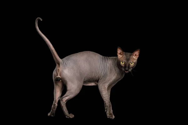 Sphynx Cat Stehend Und Miauend Rückblickend Auf Isoliertem Schwarzen Hintergrund — Stockfoto