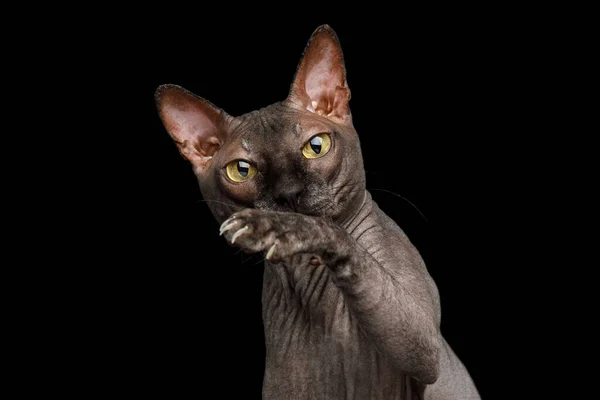 Retrato Gato Esfinge Brincalhão Olhar Levantar Pata Isolado Fundo Preto — Fotografia de Stock