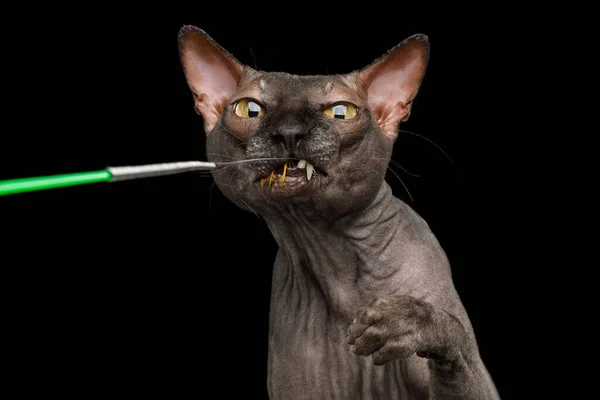 玩世不恭的Sphynx猫的滑稽画像 用嘴盯着玩具 用黑色背景隔开 — 图库照片