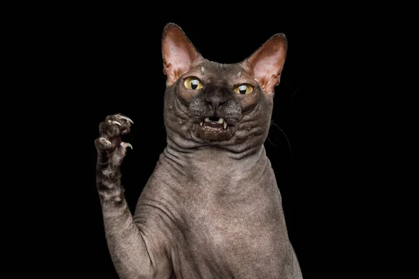 好奇的Sphynx猫有趣的肖像 带着惊讶的脸抓住爪子 看起来恶心 被黑色背景隔离 — 图库照片