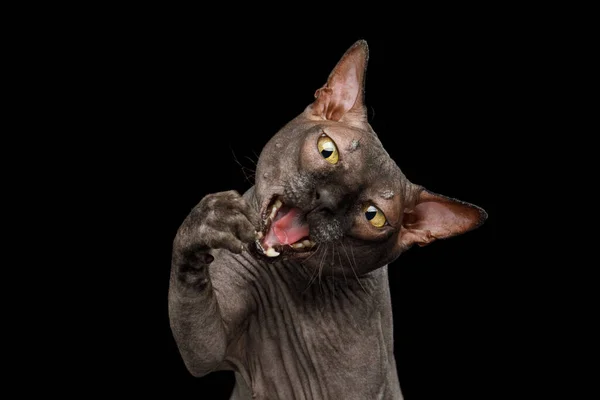 Divertente Ritratto Gatto Sphynx Giocoso Cattura Con Zampa Bocca Isolato — Foto Stock