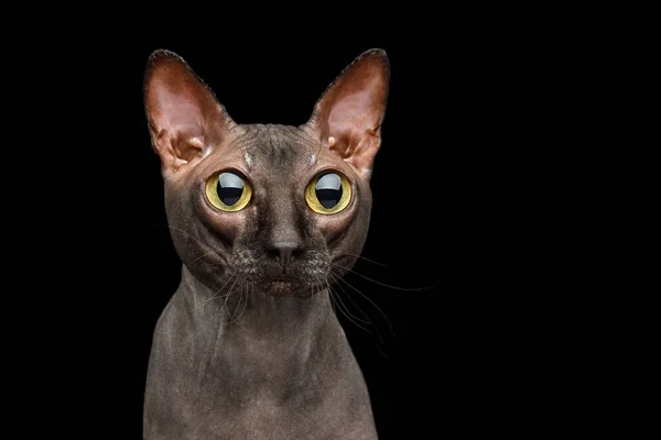 Портрет Amazement Sphynx Cat Взгляд Огромными Глазами Изолированный Черном Фоне — стоковое фото
