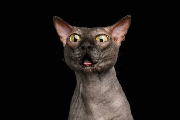 Portret Afraid Old Sphynx Cat Otwarte Bezzębne Usta Stare Ogromnymi — Zdjęcie stockowe