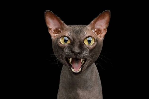 Lustiges Porträt Der Wütenden Sphynx Katze Die Auf Schwarzen Hintergrund — Stockfoto