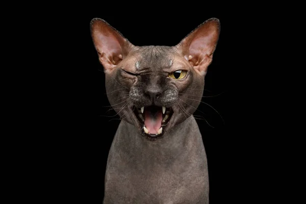 Retrato Engraçado Falar Sphynx Gato Wink Miau Isolado Fundo Preto — Fotografia de Stock
