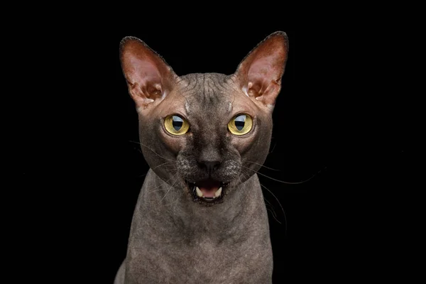 Retrato Gato Esfinge Sorprendido Mirando Cámara Boca Abierta Maullido Aislado —  Fotos de Stock