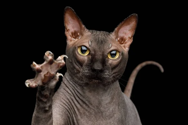 Portret Playful Sphynx Cat Gazing Raising Paw Pazurami Odizolowany Czarnym — Zdjęcie stockowe