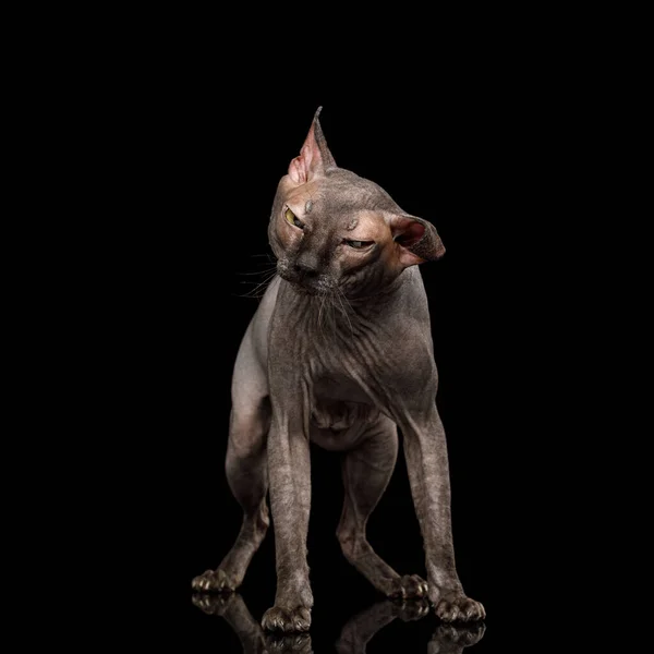 面白いスフィンクス猫 立って 彼の頭を振る 黒の背景に隔離 フロントビュー — ストック写真