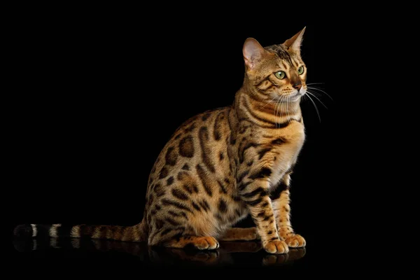 Gold Bengal Cat Sitzt Auf Isoliertem Schwarzem Hintergrund Seitenansicht — Stockfoto