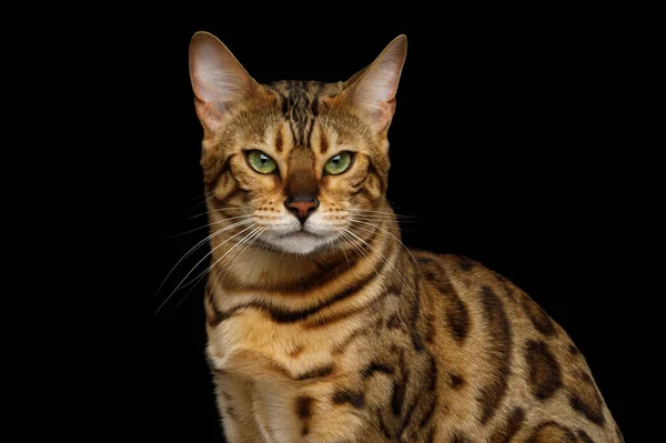 Portrait Angry Gold Bengal Cat Глядя Изолированный Черный Фон Вид — стоковое фото