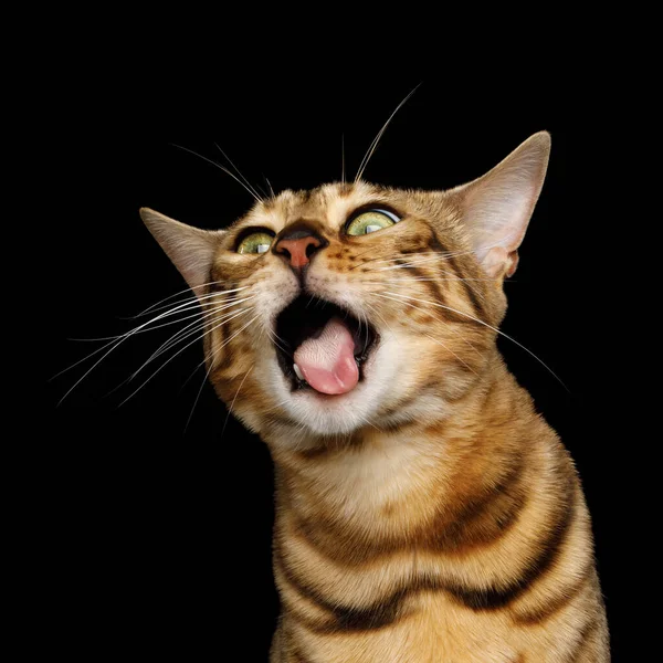 Funny Portrait Bengal Cat Making Face Want Eat Opened Mouth — Stock Photo, Image