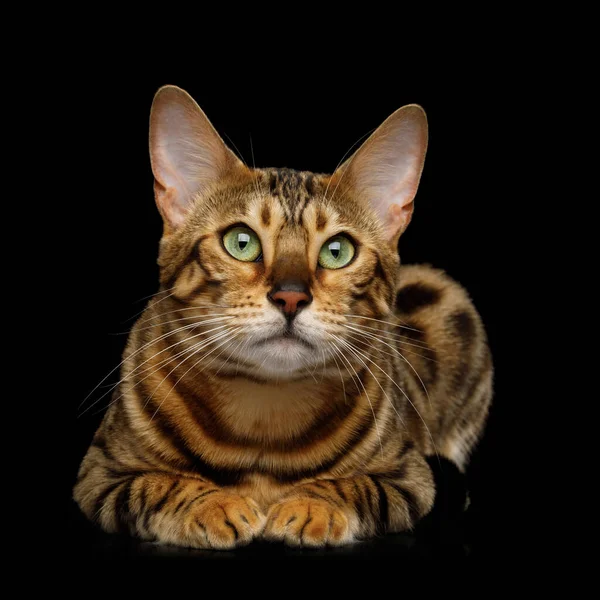Cute Gold Bengal Cat Lying Isolated Black Background Front View — Stock Photo, Image