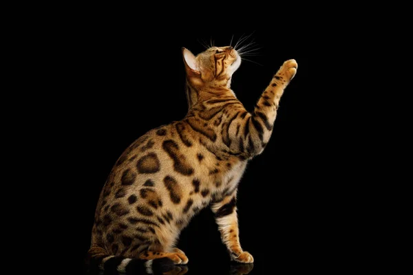 Gold Bengal Cat Sitzt Und Hebt Pfote Isoliert Schwarzer Hintergrund — Stockfoto