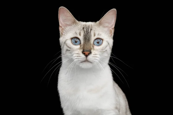 Ritratto Gatto Biancaneve Bengala Con Occhi Blu Sfondo Nero Isolato — Foto Stock