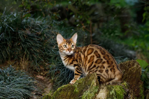 Bengal Cat Polowanie Zewnątrz Zielonym Tle Natury — Zdjęcie stockowe