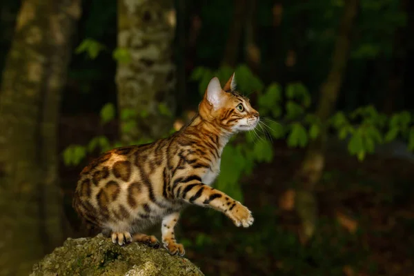 Bengala Cat Hunting Aire Libre Sobre Fondo Verde Naturaleza — Foto de Stock