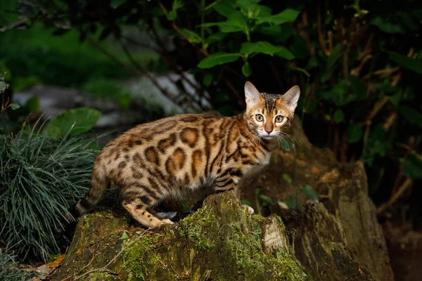 Bengal Cat Polowanie Zewnątrz Zielonym Tle Natury — Zdjęcie stockowe