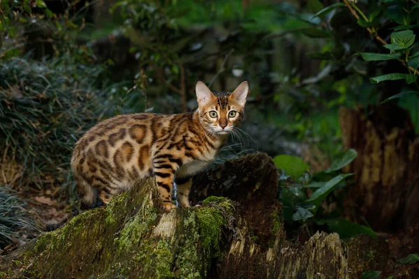Bengal Cat Polowanie Zewnątrz Zielonym Tle Natury — Zdjęcie stockowe