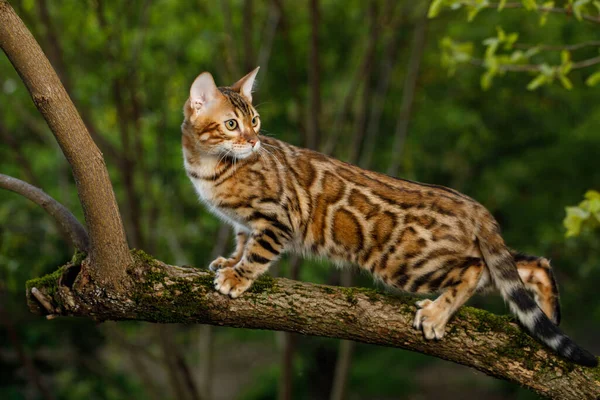 Bengal Cat Polowanie Zewnątrz Gałęzi Drzewa Natura Zielone Tło — Zdjęcie stockowe