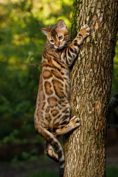 Bengal Cat climbs on tree, Nature green background