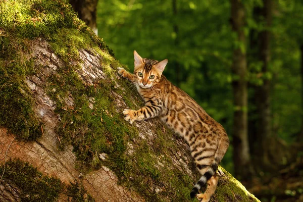 Bengala Gato Trepa Árbol Fondo Verde Naturaleza — Foto de Stock