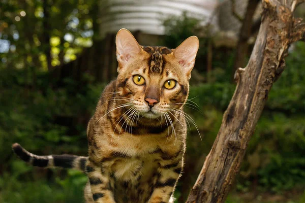 Portrait of Bengal Cat outdoor, Stare in camera on Nature background