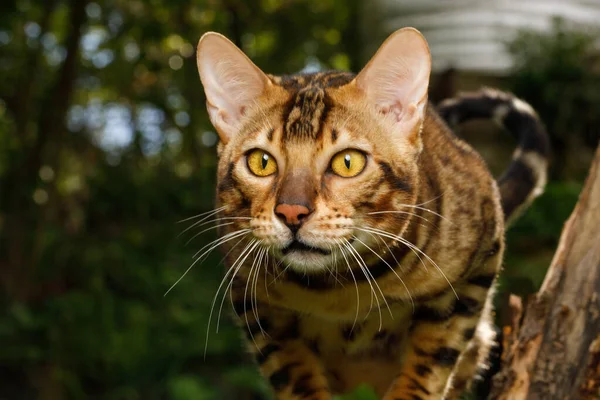 Retrato Gato Bengala Aire Libre Mira Fijamente Cámara Fondo Naturaleza — Foto de Stock