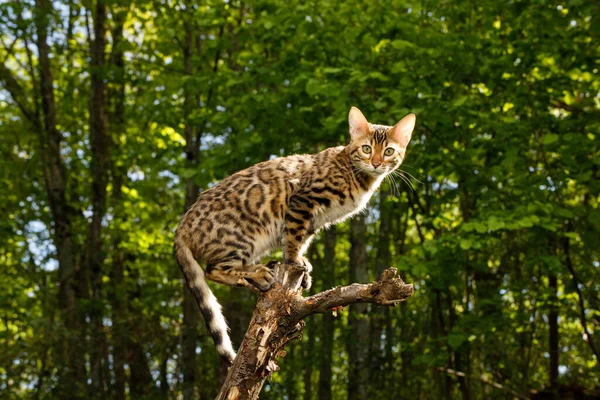 Bengala Caza Gatos Aire Libre Árbol Ramas Fondo Verde Naturaleza — Foto de Stock