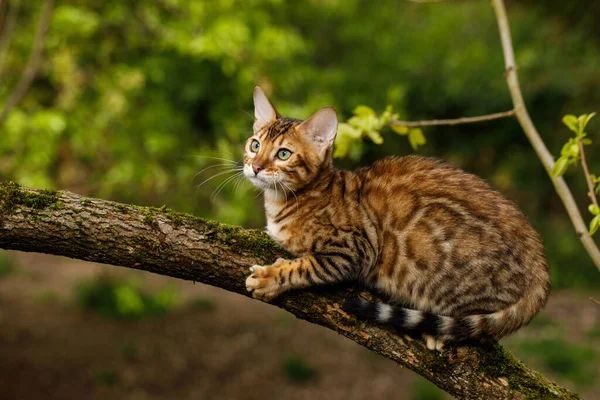 Bengal Cat Polowanie Zewnątrz Gałęzi Drzewa Natura Zielone Tło — Zdjęcie stockowe