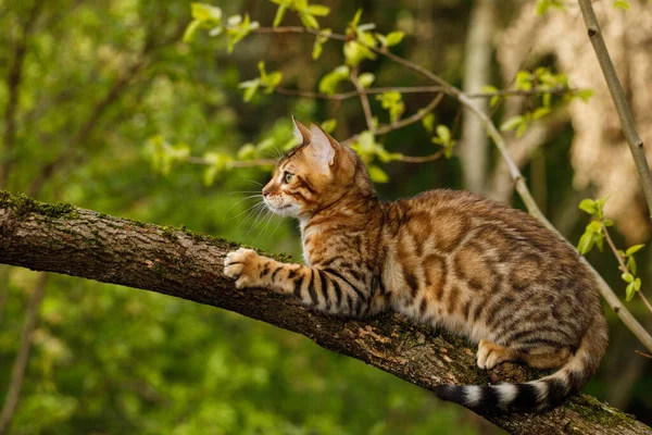 Bengala Caza Gatos Aire Libre Árbol Ramas Fondo Verde Naturaleza — Foto de Stock