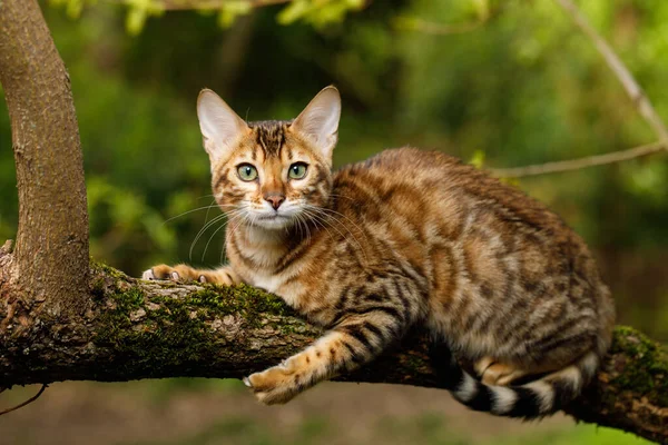 Bengal Cat Polowanie Zewnątrz Gałęzi Drzewa Natura Zielone Tło — Zdjęcie stockowe