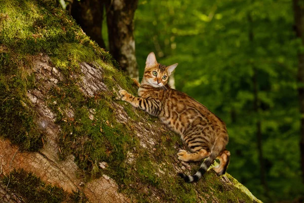 Bengalski Kot Wspina Się Drzewo Natura Zielone Tło — Zdjęcie stockowe