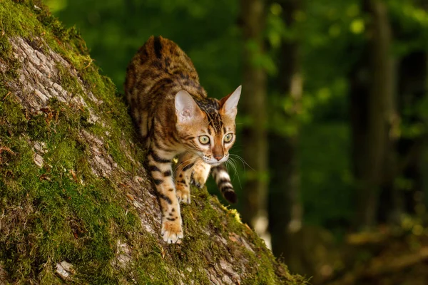 Polowanie Koty Bengalskie Lesie Natura Zielone Tło — Zdjęcie stockowe