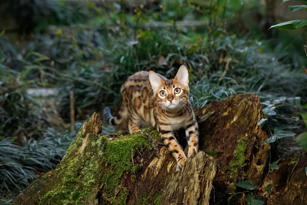Polowanie Koty Bengalskie Lesie Natura Zielone Tło — Zdjęcie stockowe