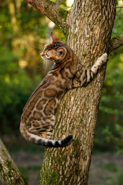 Bengalski Kot Wspina Się Drzewo Natura Zielone Tło — Zdjęcie stockowe