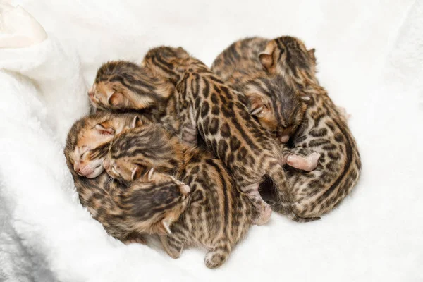 Familie Van Bengaalse Pasgeboren Kittens Wit — Stockfoto