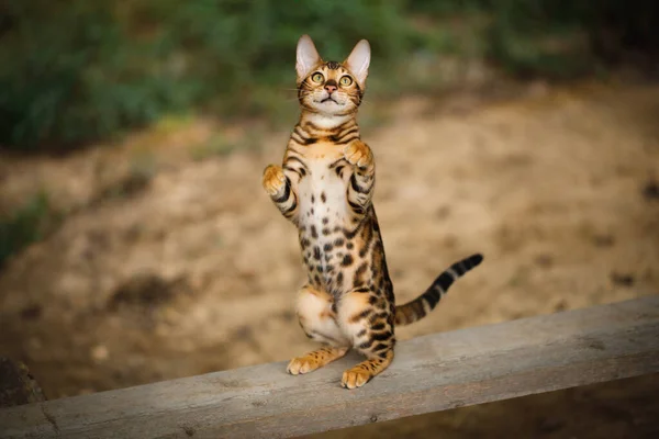 Gato Bengala Con Piel Dorada Criado Tablón Aire Libre Vista — Foto de Stock