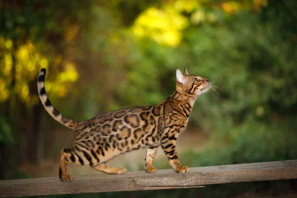 Bengal Cat Hunting Freien Spaziergang Auf Planke Natur Grünen Hintergrund — Stockfoto